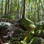 Glengariff Estate Rainforest