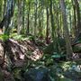 Glengariff Estate Rainforest