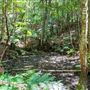 Glengariff Estate Rainforest