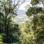 Glengariff Estate Rainforest
