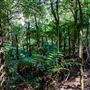 Glengariff Estate Rainforest