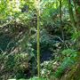 Glengariff Estate Rainforest