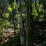 Glengariff Estate Rainforest