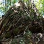 Glengariff Estate Rainforest