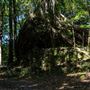 Glengariff Estate Rainforest