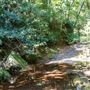 Glengariff Estate Rainforest