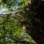 Glengariff Estate Rainforest