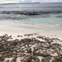 Hyams Beach - Jervis Bay