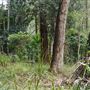 Otford Farm - Jungle Set Build Site