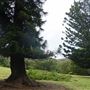 Otford Farm - The Pines Paddock with Jungle Gully