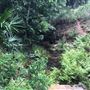 Otford Farm - The Pines Paddock with Jungle Gully