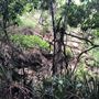 Otford Farm - The Pines Paddock with Jungle Gully
