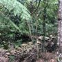 Otford Farm - The Pines Paddock with Jungle Gully