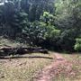 Otford Farm - The Pines Paddock with Jungle Gully