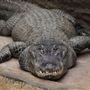 The Australian Reptile Park