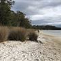 Swan Lake - Swanhaven