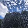 Royal Botanic Garden Sydney
