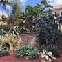 Royal Botanic Garden Sydney
