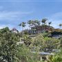 Whale Beach