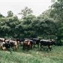 Bellingdale Farm
