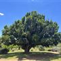Cooma Cottage