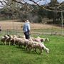 Belgenny Farm
