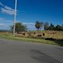 Belgenny Farm