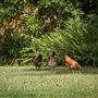 Tocal Farm