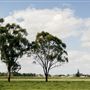 Ray Lawler Reserve