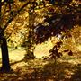 Wentworth Park