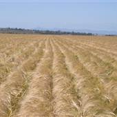 Barley Crops
