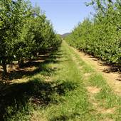 Daydawn Orchard