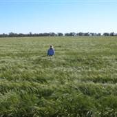 Barley Crop, near Narromine