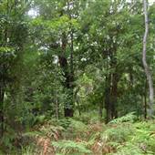 Bonnie Vale Campground - Royal National Park