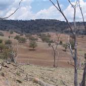 Coolah surrounds