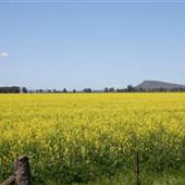Crops near Forbes