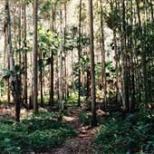 Sugar Creek trail - Wallingat National Park