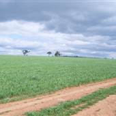 Wheat Crop near Merriwa