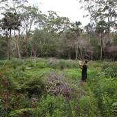 Narrabeen