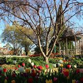 Bowral - Rotunda in Corbett Gardens