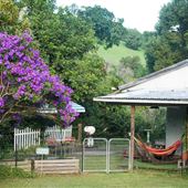 Fig Tree Retro Studio