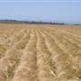 Barley Crops