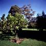 Albury