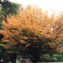 Albury