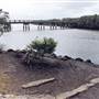 Ash Island Bridge