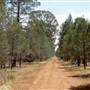 Back Yamma State Forest