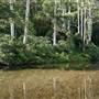 Bellinger Valley