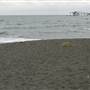 Black Sand Beach, Bass Point Reserve & Shell Cove