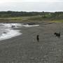 Black Sand Beach, Bass Point Reserve & Shell Cove