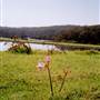 Bluebell Wood - Tilba Tilba